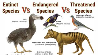 Difference Between Extinct, Endangered And Threatened Species | Lec. 12 | Biology Class 9th