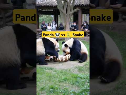 Panda Vs Snake | snake vs panda animal life #animals #geography #facts #new #shorts