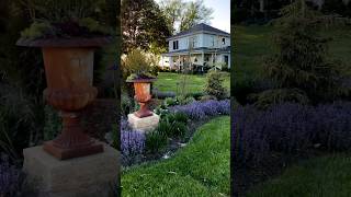 Here’s my recipe for a drought-tolerant colorful perennial bed #shorts