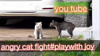 Cat fight#play with Joy#animal planet#animal woRLD#discovery#funny WORLD