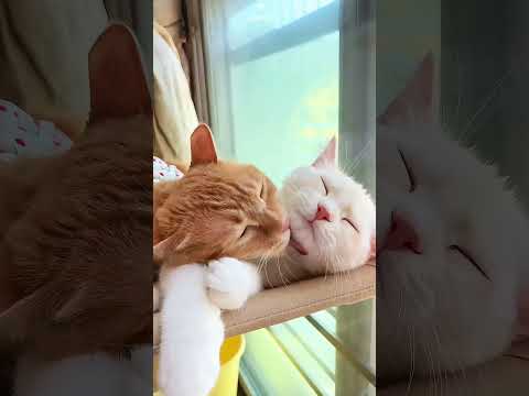 仲の良い猫カップル家族A loving cat couple family#cutestcouple #茶トラメス猫楽しい瞬間動画#cutest cat family happytime shorts