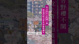 哭😭現在東京櫻花都沒開怎麼辦？2種早開櫻11個小景點大統整｜2024東京賞櫻 #東京旅行 #東京櫻花 #櫻花 #賞櫻 #日本 #日本櫻花