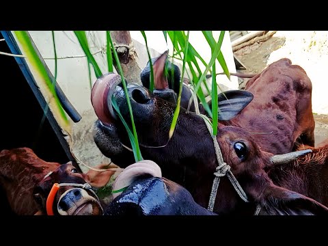 Trying My 4Favorite cow eating | cowbest videos cow