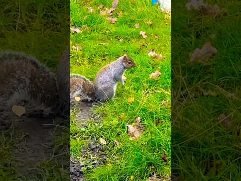 Squishy playing in the garden 🪴⛲️🐿️🐿️ #shortsvideo #shorts #squishy #squirrel