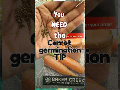 My BEST CARROT GERMINATION TIP (esp. if you live in a hot,dry climate)