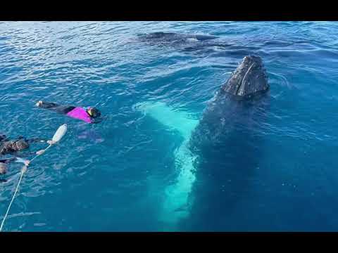 Woman Hugged by Whale