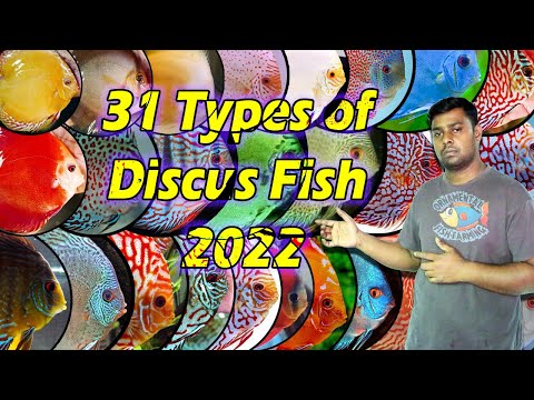 31 Types of Discus Fish 2022 - Famous Discus Fish Variety in the World