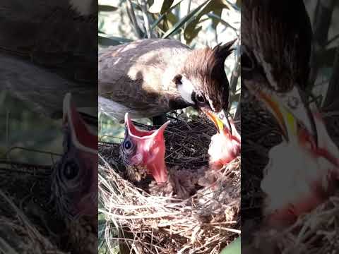 bulbul feed to the baby chick #birds #wildlife #baby