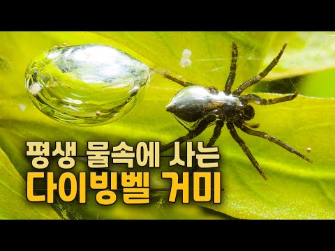 A diving bell spider that lives in the water its entire life.