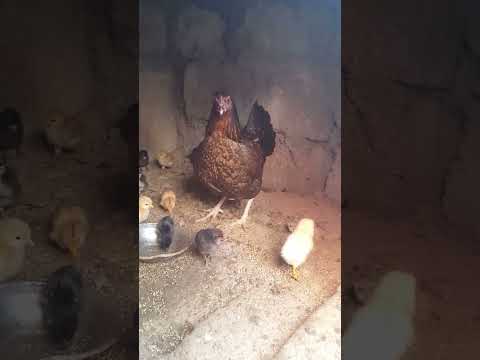 Hen chicks update #henlife #hen #chicken