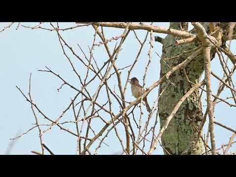 Singing Cisticola (Cisticola cantans) singing - Farasuto Forest (Gambia) 19-11-2024