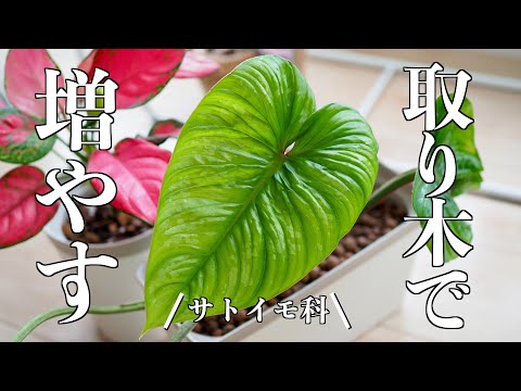 【観葉植物を増やす】取り木のカット＆植え付け｜成長の様子【フィロデンドロン・サトイモ科】