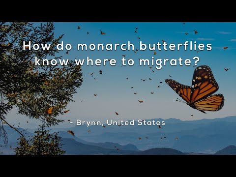 How do monarch butterflies know where to migrate?