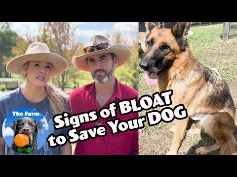 Signs of Bloat to Save Your Dog | German Shepherd | Farm Family Simple Life | Happy Dog Videos