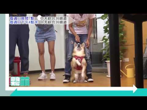 寵物大聯萌#33 20秒PROMO