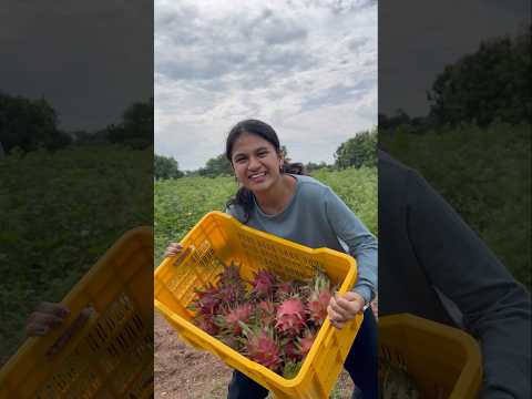 Dragon fruit farm lo Fruity fruits cutting ❤️ #sahrudafruity #dragon #farming #eating #ytshorts