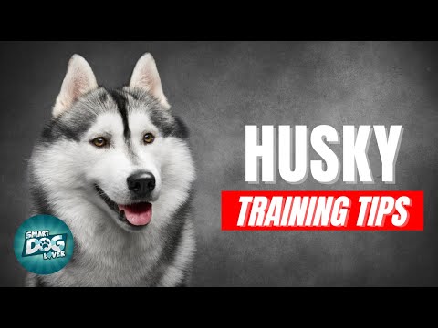 How to Train Your Husky | Best Husky Puppy Training Tips