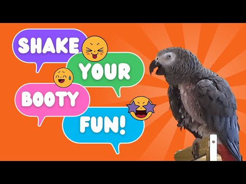 Shake Your Booty Fun! – Dancing with Einstein