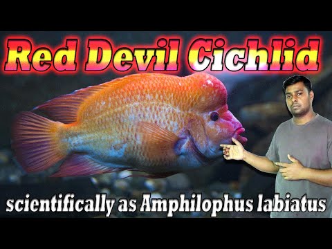 Red Devil Cichlid Fish - American Cichlid Fish.