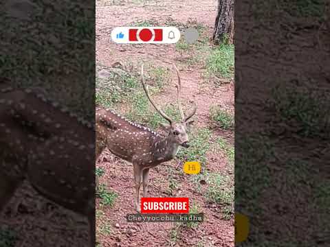 Chital Deer Cat Walk #chitaldeer #deer #funny #shorts #shortvideo #ytshorts #funnyanimals #tirupati