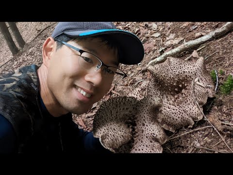 キノコの王様　香茸（コウタケ）をGET　→下処理と保存　mushroom hunting