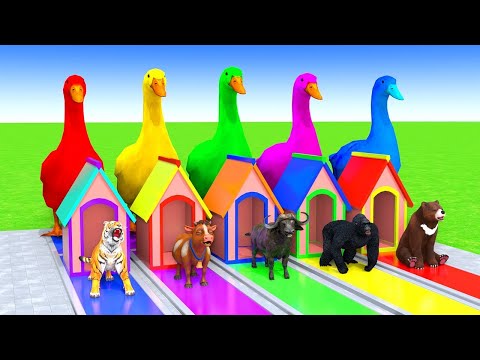 5 Giant Duck Cartoon_Cow_Elephant_Tiger_Lion_Dinosaur_Paint Wild Animals Crossing Fountain Animation