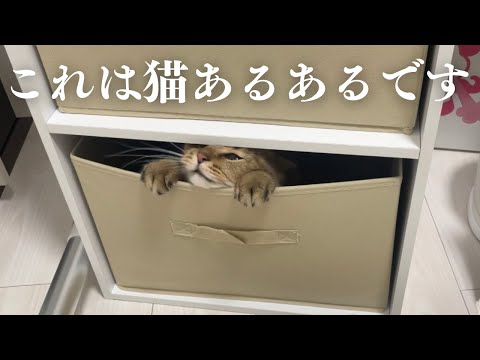 【有識者求】この動画内で起こってる事案って猫あるあるですよね？