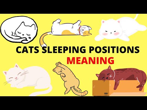 CATS SLEEPING POSITIONS MEANING EXPLAINED