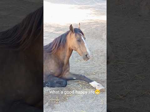 Our horse has the best life ever ❤️❤️ #horse #horselover #rescueanimals #cute #cuteanimals #animals