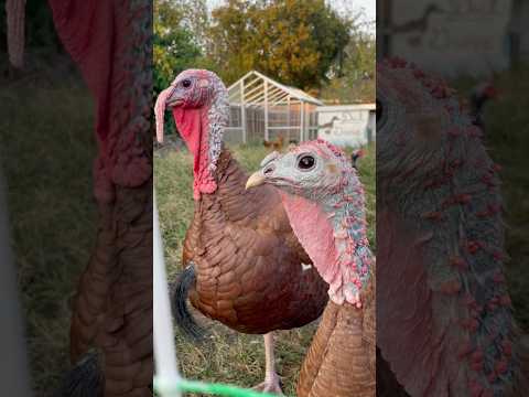 Bourbon Red Heritage Turkeys #Homestead #BackyardHomestead