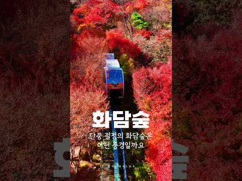 단풍 절정의 화담숲을 소개합니다🍁 화담숲,가을여행지 추천,화담숲 단풍 #단풍명소 #화담숲#서울근교여행 #국내여행지추천 #shorts