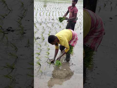 JAI JAWAN || JAI KISAN || LOVE FARMERS @LPNVLOGS #LPNVLOGS #jaijawan #jaikisan #FARMER #agriculture