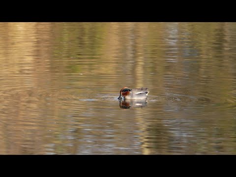 SONY PDT-FP1 α7RV FE 200-600mm F5.6-6.3 G OSS ライブ配信