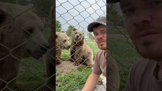 Brown Bears! #animals #coolanimals #amazinganimals