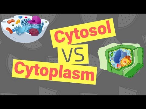 Cytosol vs Cytoplasm | What's the Difference?