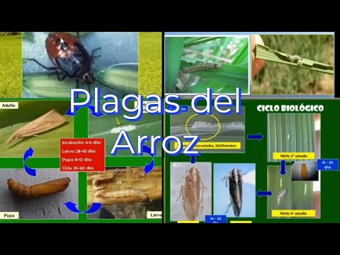 Plagas del Arroz ,Control, Fenología, Manejo y otros.