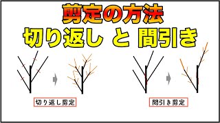 【5分で理解！】切り返し剪定と間引き剪定について！【樹の栽培】