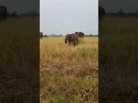 Tiny Baby Elephant😊#babyelephants #elephant #wildlife #vibrantholidaysafaris #africansafari