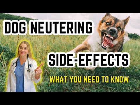 The Behavior Changes in Neutered Dogs?! | Vet simply Explains