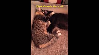 Best Friends For Life #catloverscommunity #catvideos #cats #kittens @HonestKitchen