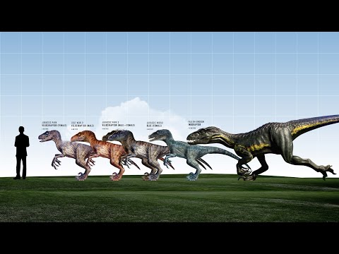 Jurassic Park 'Raptors' Size Comparison