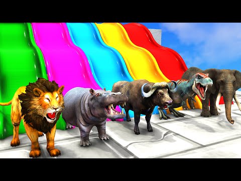 Choose The Right Slide Game With Elephant Gorilla Lion Hippo Buffalo T-rex Animal Game Animation