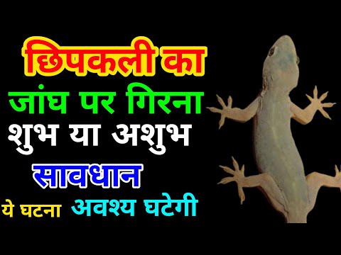 छिपकली का जांघ पर गिरना । Chipkali ka Jangh per girna | Lizard Fall On Thigh | #Chipkali