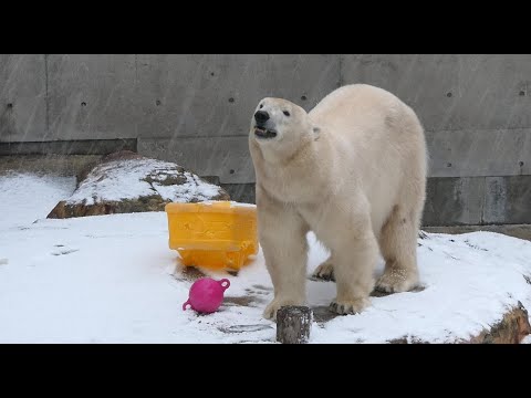 20241223雪降るGAOモモ朝ごはん