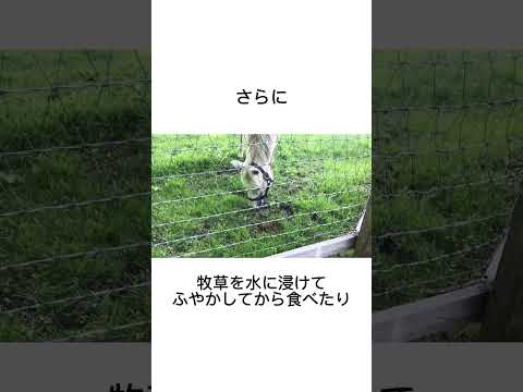 猛獣ゴルシことゴールドシップ　#競馬 #馬 #騎手 #競艇 #競輪#雑学