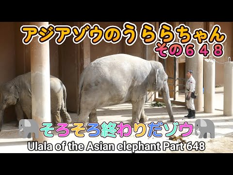 アジアゾウのうららちゃん（６４８）🐘そろそろ終わりだゾウ🐘（東山動植物園）Ulala of the Asian elephant Part 648