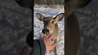 Deer Tries To Eat Me