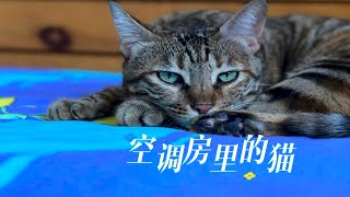 骄阳似火的夏日怎么过？看空调房里的猫咪多凉爽！