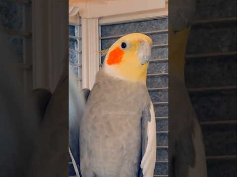 Cute Peekaboo Playtime 🥰🦜 #cutepets #birdscharm #cockatielscraze