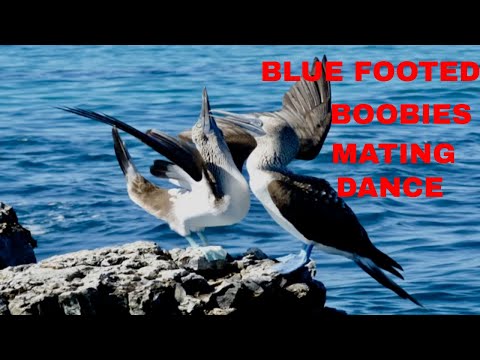 Blue Footed Booby Mating Dance And Rituals/ Animal Mating